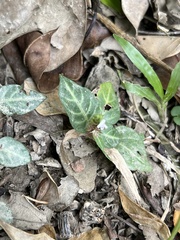 Lepidagathis inaequalis