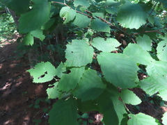 Corylus cornuta