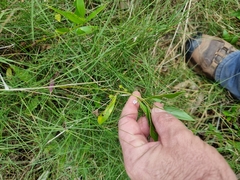 Myoporum acuminatum