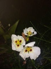Sagittaria montevidensis
