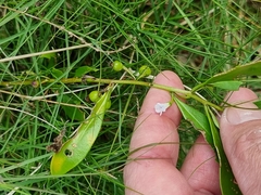 Myoporum acuminatum