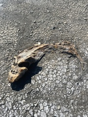 Acipenser transmontanus