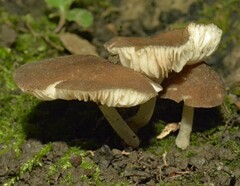 Pluteus romellii