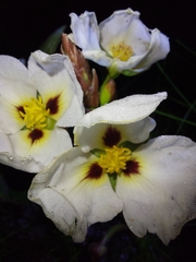 Sagittaria montevidensis