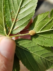 Neolasioptera farinosa