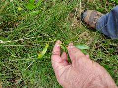 Myoporum acuminatum