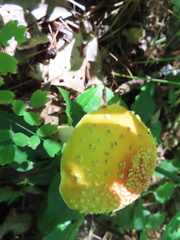 Amanita muscaria guessowii