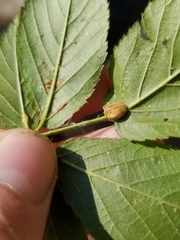 Neolasioptera farinosa