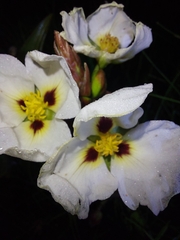 Sagittaria montevidensis