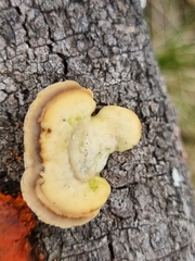 Hexagonia