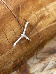 Hellinsia homodactylus