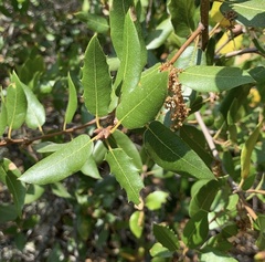 Quercus wislizeni
