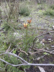 Diuris orientis