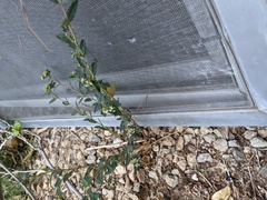 Euphorbia hypericifolia