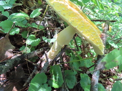 Amanita muscaria guessowii