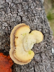 Hexagonia