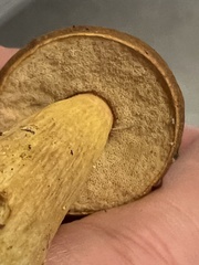 Aureoboletus roxanae