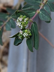 Euphorbia hypericifolia