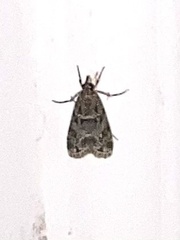 Eudonia heterosalis