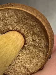 Aureoboletus roxanae