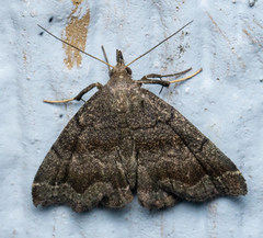 Phalaenostola larentioides