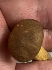 Aureoboletus roxanae