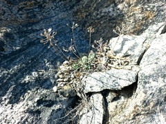 Odontarrhena obovata