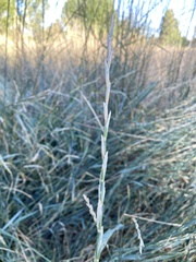 Thinopyrum obtusiflorum