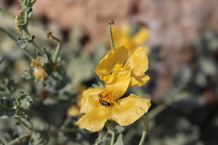 Glaucium flavum