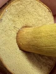 Aureoboletus roxanae