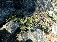 Selaginella sanguinolenta
