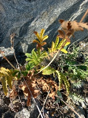 Potentilla longifolia