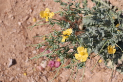 Glaucium flavum