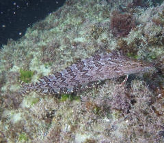 Heterostichus rostratus