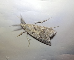Eudonia heterosalis