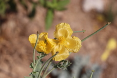 Glaucium flavum