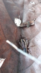 Gryllidae