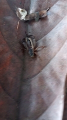 Gryllidae