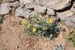 Glaucium flavum