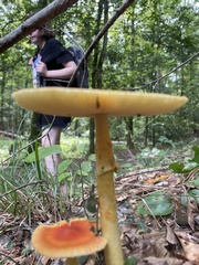 Amanita