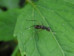 Taeniaptera trivittata