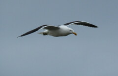 Larus dominicanus dominicanus