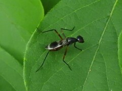 Taeniaptera trivittata