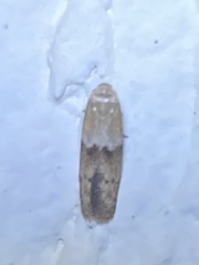 Pigritia