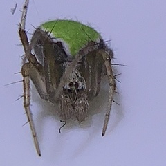 Araneus detrimentosus