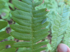 Gyponini