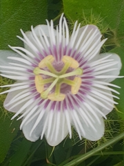 Passiflora foetida