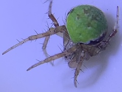 Araneus detrimentosus