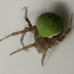 Araneus detrimentosus