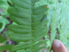 Gyponini